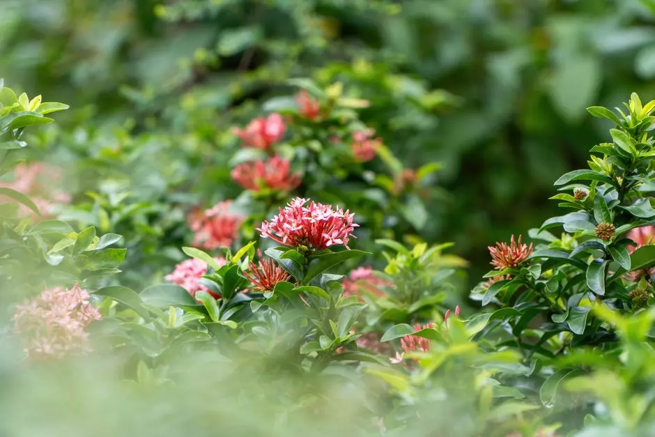 Greens & Outdoors at SHRIRAM DODDAGUBBI, Bangalore
