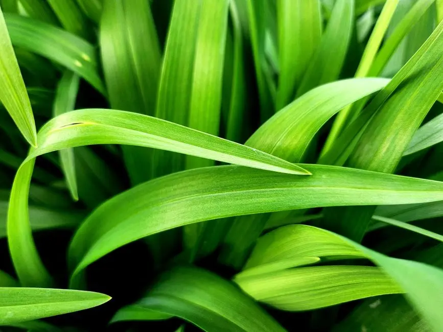 Greens & Outdoors at SHRIRAM DODDAGUBBI LAKE-FACING, Bangalore