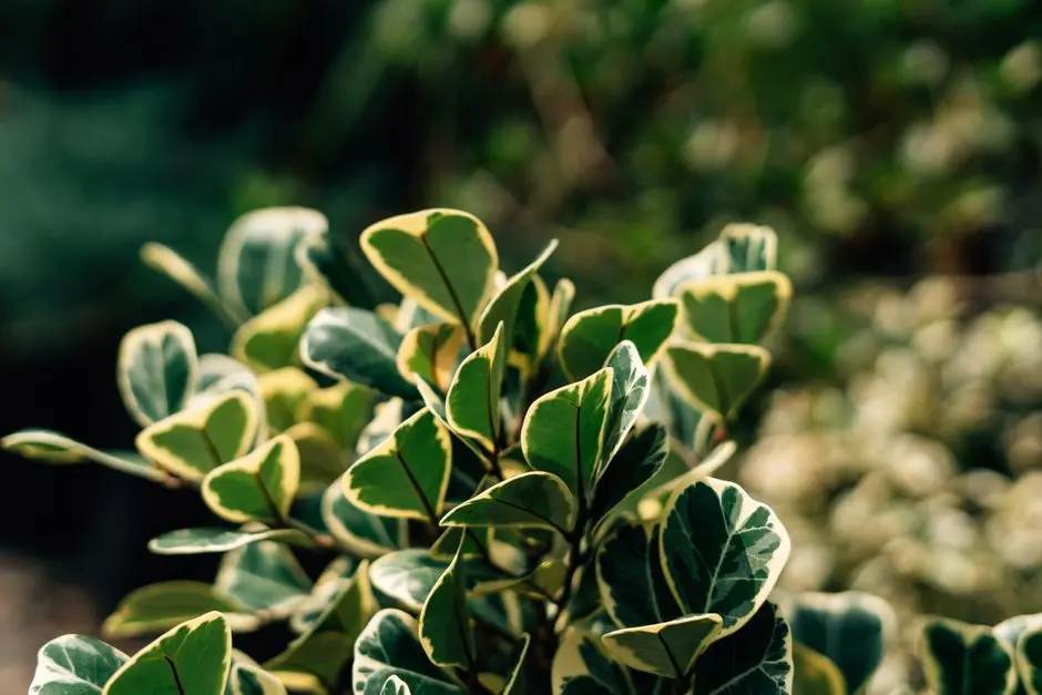Greens & Outdoors at SHRIRAM CODENAME JACKPOT, Valarpuram, Chennai