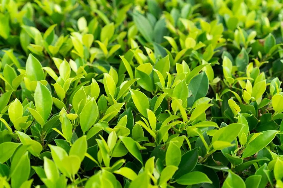 Greens & Outdoors at SHRIRAM DEVANAHALLI PLOTS, Bangalore