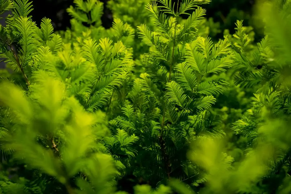 Greens & Outdoors at SHRIRAM ANNA NAGAR, Chennai