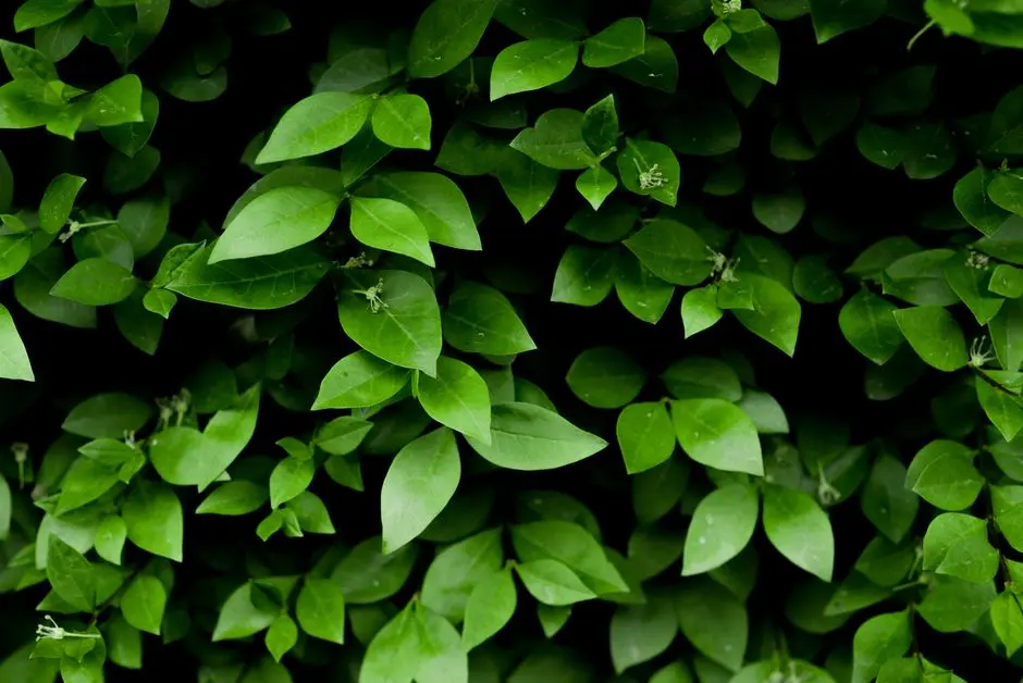 Greens & Outdoors at SHRIRAM WYT FIELD, Budigere Cross, Bangalore