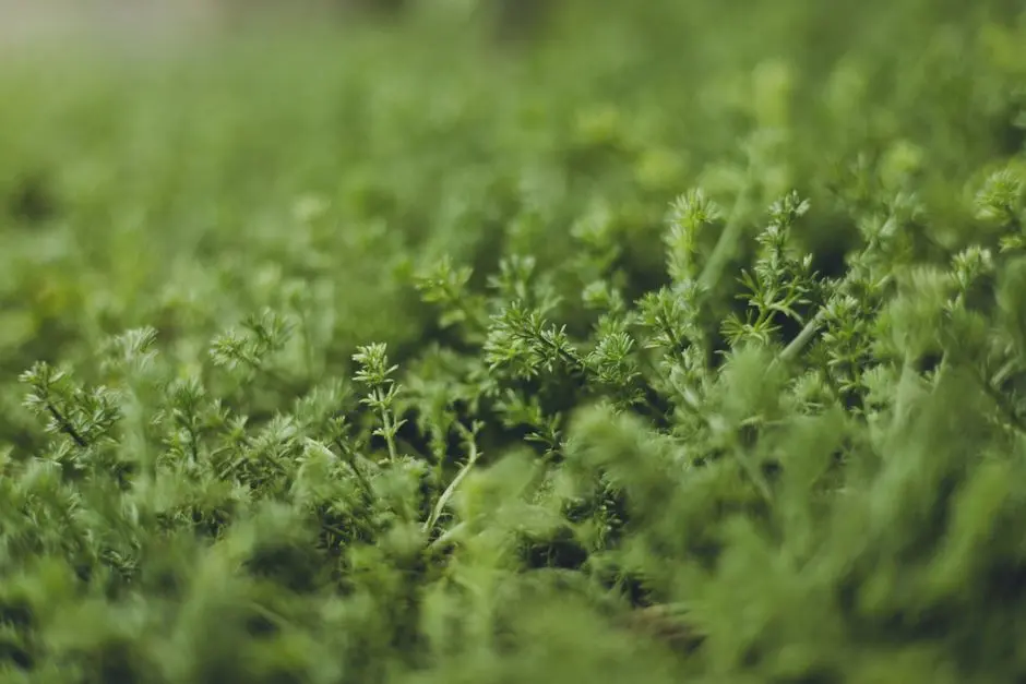 Greens & Outdoors at SHRIRAM BLUE (CODENAME TAKE IT EASY), KR Puram, Bangalore