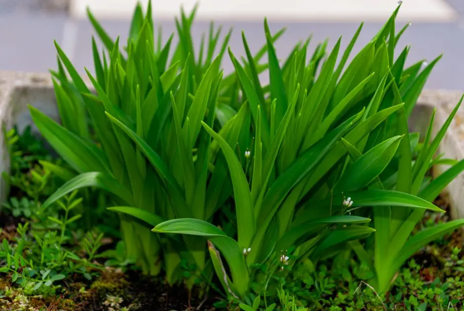 Greens & Outdoors at SHRIRAM LIBERTY SQUARE, Electronic City Phase 2, Bangalore