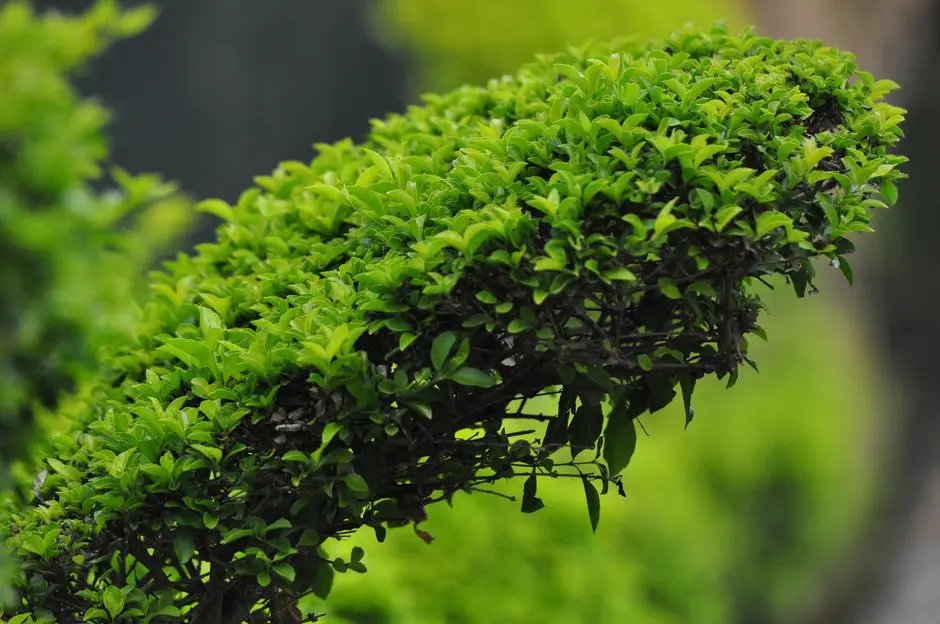Greens & Outdoors at SHRIRAM GREENFIELD, Budigere Cross, Bangalore
