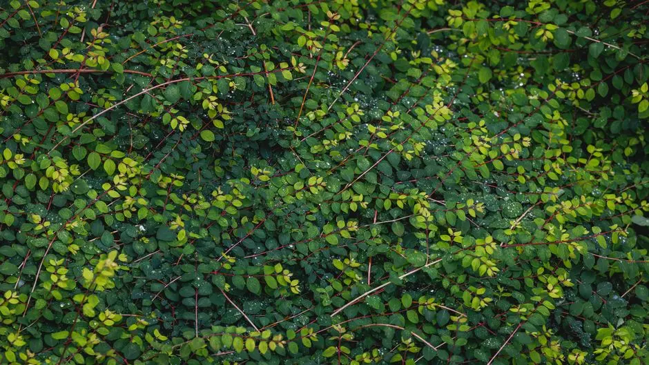 Greens & Outdoors at SHRIRAM CHIRPING WOODS, Harlur, Bangalore
