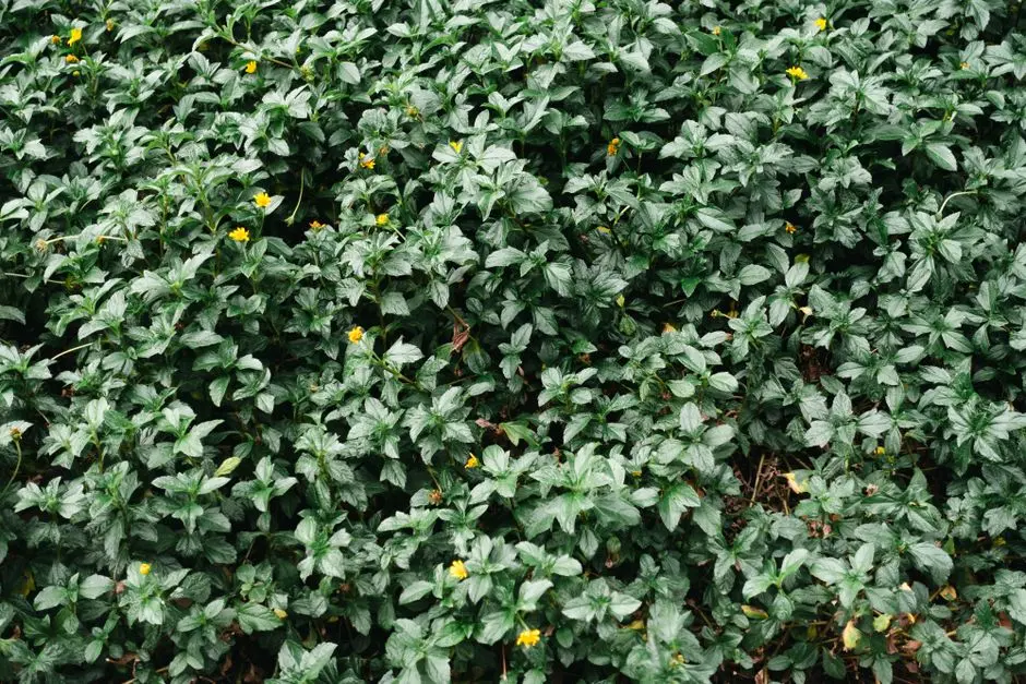 Greens & Outdoors at SHRIRAM RAINFOREST, Yelahanka Extension, Bangalore