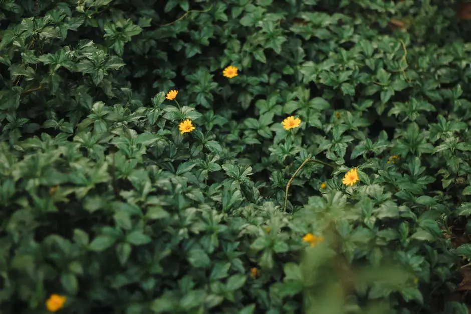 Greens & Outdoors at SHRIRAM GST C-ZONE, South Chennai, Chennai