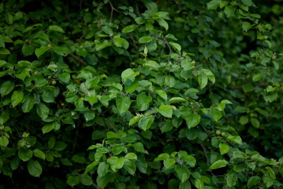 Greens & Outdoors at SHRIRAM JOY AT SHRIRAM TEMPLE BELLS, Guduvanchery, Chennai