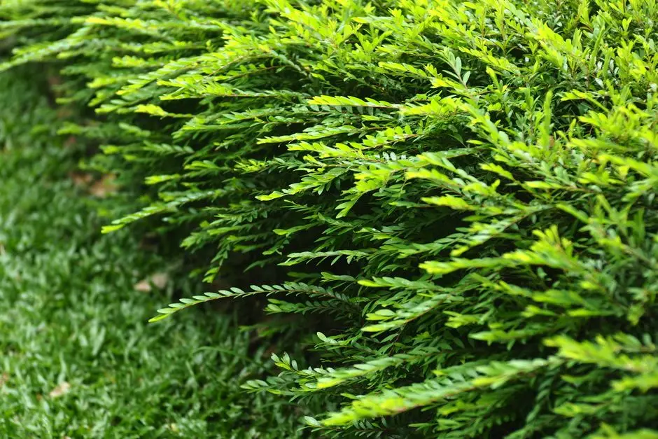 Greens & Outdoors at SHRIRAM THE SPECTRUM, Undri, Pune