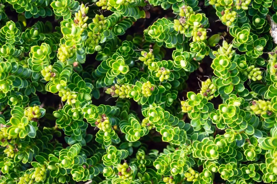 Greens & Outdoors at SHRIRAM KOYAMBEDU, Chennai